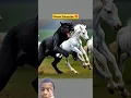 Download Lagu Black Panther vs Horse 🔥 #animals #horse #lion #wildlife #tiger #ringtone #beats #love #ytshorts