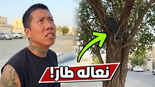 بن عمي متوهق عشان نعاله راح فوق الشجره