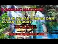 Download Lagu Kombinasi Masteran Cililin, Kapas Tembak, Cucak Jenggot dan Gemericik Air