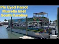 Pie Eyed Parrot Murrells Inlet South Carolina