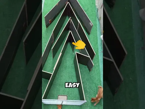 Which dog wins the maze? #shorts #memes