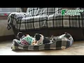 Playful Boston Terrier Puppies