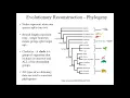 Biological classification Cladistics - What is a clade
