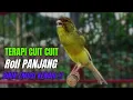Download Lagu SUARA BURUNG Kenari GACOR PANJANG INI Cocok untuk Masteran KENARI PAUD dan Kenari Macet BUNYI