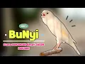 Download Lagu Suara KENARI Gacor !! Suara PANCINGAN KENARI PAUD Belajar BUNYI Ngeriwik | MASTERAN Kenari PAUD #505