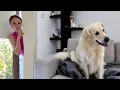Download Lagu Hide and Seek with My Golden Retriever – He Always Wins!