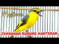 Download Lagu MASTERAN TEMBAKAN BURUNG MANTENAN