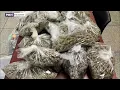 Smoke shop busts in NYC