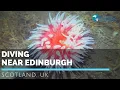 Download Lagu Scuba diving near Edinburgh : the Firth of Forth, Scotland