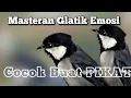 Download Lagu Masteran Glatik Emosi - Pancingan Pikat Gelatik Batu Gacor .Karo Suara Burung