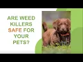 Are Weed Killers Safe for Your Pets