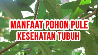 Download Manfaat Pohon Pule Bagi Kesehatan Tubuh MP3