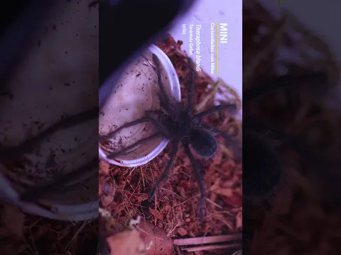 Cría de Tarántula Goliat bebiendo