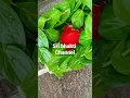 Download Lagu sri anjaneya swami aaku pooja
