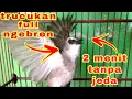 Download Lagu suara burung trucukan ngebren//cocok untuk pancingan trucukan lain