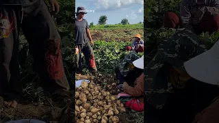 កសិករដាំប៉ិកួៈខ្លះថា ពួកគាត់បានផលចំណេញក្រោយបិទការនាំចូលពីថៃ