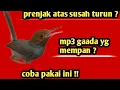 Suara pikat prenjak atas atau prenjak tamu liar super ampuh