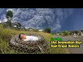 Semeru Erupsi! Bayi Tertinggal di Desa! Ular Raksasa Jadi Penyelamatnya! #KisahStory