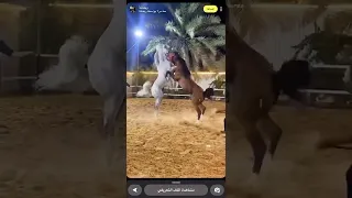 معركة خيل 