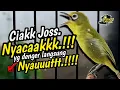Download Lagu Ciak Joss Kecial Kuning NYACAKKKK‼️Ampuh Bikin Lawan Yg Denger Langsung NYAUT‼️| PEPADU KECIAL