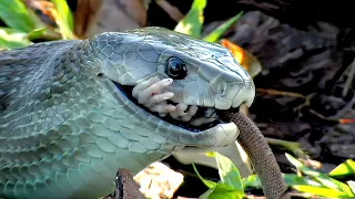 Queens of snakes. Anaconda, king cobra, viper, black mamba.