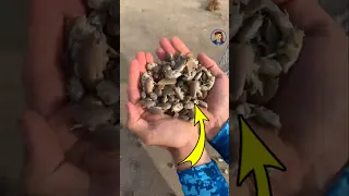 اغرب طريقة لإصطياد قنافذ البحر بالمئات 