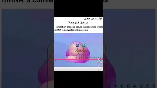 آلية الترجمة 