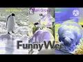 Wee Meme TikTok Compilation Animals Version 2021 Mari Group Real G Major 4