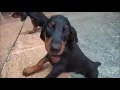 DOBERMAN PUPPIES Seven 7-week old Doberman PUPPIES on their first swimming adventure