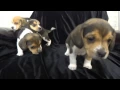 Miniature Pocket Beagle Puppies Tiny Toy Beagles Pure Bred 5 Weeks Olds New Litter For Sale