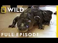The Vet Detective and the Amputee Alligator Full Episode The Wild Life of Dr Ole