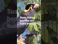Download Lagu Masteran Burung beo pintar ngomong #shorts