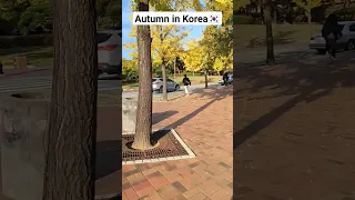 Autumn Bts Southkorean Viral Korea 