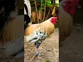 Download Lagu kanawayon dom ata to #chicken #ayam #rooster