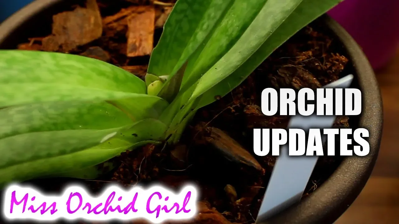 ORCHID STORIES #7 CHILDHOOD ORCHIDS