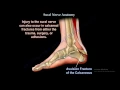 nerve anatomy sural nerve
