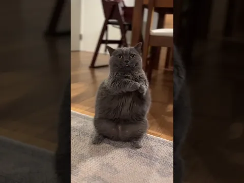 The Cutest Way To Ask For Food 😂
