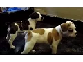 Cutest Frenchie Beagle