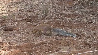 Triibutu Maa Orav Xerus Rutilus Askeldamas Samburu Keenia 
