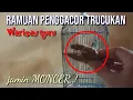 Download Lagu Ramuan trucukan agar gacor warisan guru saya,,jamin MONCER❗❗