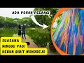 Download Lagu POV MINGGU PAGI KEBUN BIBIT WONOREJO, ADA POHON PELANGI PALING LANGKA DI INDONESIA