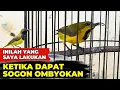 Download Lagu INILAH PERAWATAN YANG SAYA TERAPKAN SAAT PERTAMA DAPAT SOGON DARI OMBYOKAN❗
