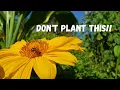 Lagu The Worst Plant I Ever Planted: Tithonia Diversifolia aka Mexican Sunflower