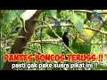 Download Lagu Suara Pikat Burung Kolibri Ribut Anti Boncos😆||Suara Pikat Burcil