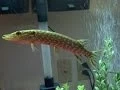 Northern Pike Compilation