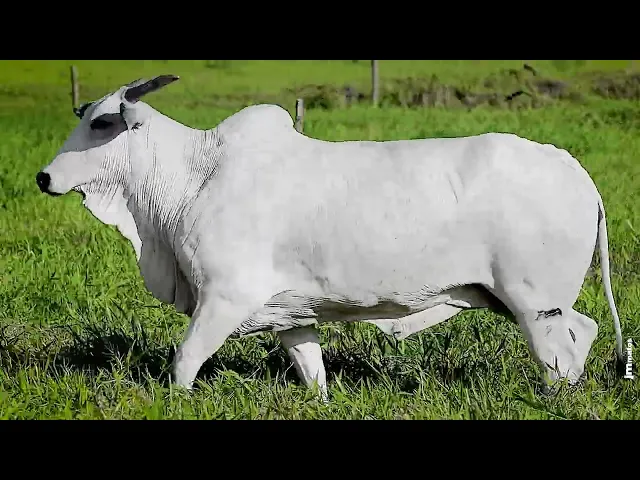 Matriz Nelore HWA - 4539