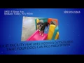 Doggy Daycare in Spokane Valley WA Doggyland Daycare Boarding