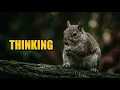 How Squirrels Actually Think 8 Signs of Hidden Psychology