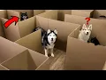 Lagu Huskies vs Cats: wie zal als eerste een uitweg uit het doolhof vinden?