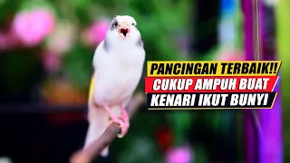 kenari gacor panjang cengkok mewah pancingan kenari gacor durasi panjang bikin kenari cepat bunyi